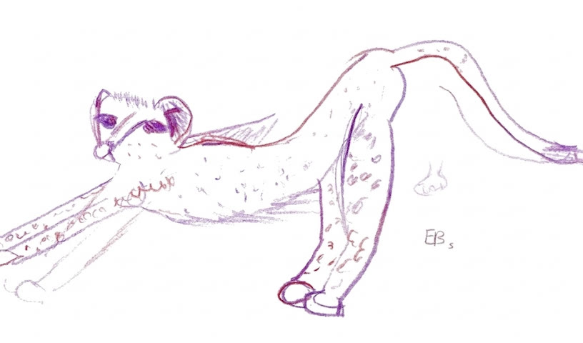 Stretching Cheetah